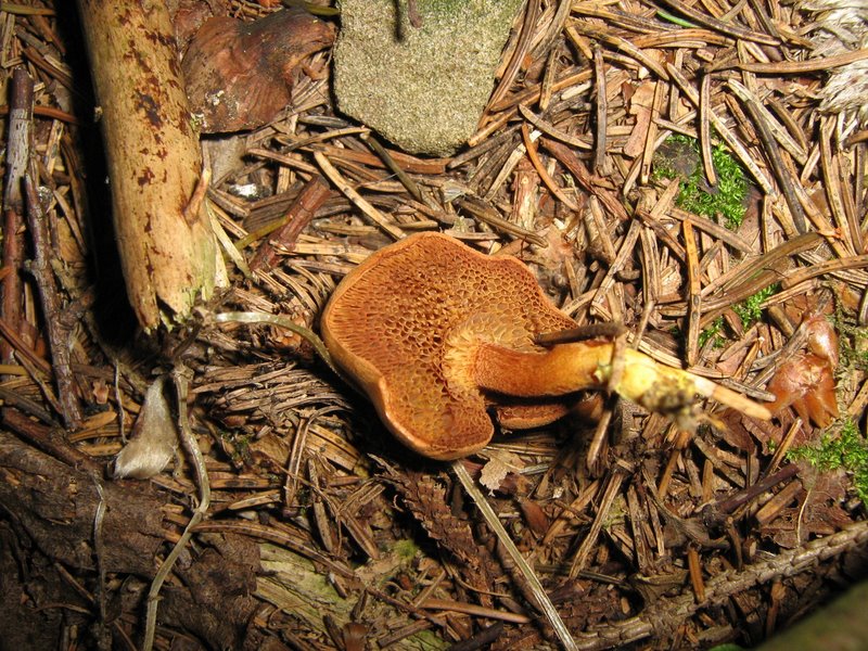 Ancora da Le Piastre (PT)